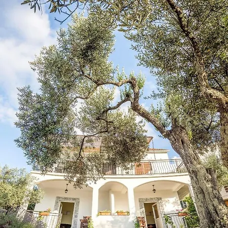 Vlahusic * Putniković